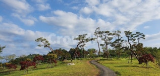 하늘, 구름, 진주, 소나무, 동산, 사진,이미지,일러스트,캘리그라피 - Nzionh264작가 크라우드픽 - 저작권 걱정 없는 상업용 이미지