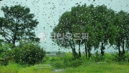 비, 비오는날, 나무, 날씨, 물방울, 사진,이미지,일러스트,캘리그라피 - k9작가 크라우드픽 - 저작권 걱정 없는 상업용 이미지