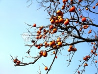 자연, 가을, 식물, 나무, 감나무, 사진,이미지,일러스트,캘리그라피 - 위즈데이타작가 크라우드픽 - 저작권 걱정 없는 상업용 이미지