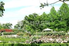 순천만국가정원1호, 테마공원, 자연생태공원, 자연, 옥외, 사진,이미지,일러스트,캘리그라피 - pandora4077작가 크라우드픽 - 저작권 걱정... 