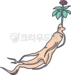 인삼, 홍삼, 약재, 약초, 식물, 사진,이미지,일러스트,캘리그라피 - pangda작가 크라우드픽 - 저작권 걱정 없는 상업용 이미지