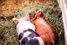 돼지, 농장, 동물, 동물농장, 돼지새끼, 사진,이미지,일러스트,캘리그라피 - 희희네작가 크라우드픽 - 저작권 걱정 없는 상업용 이미지