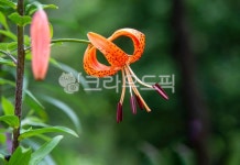 꽃, flower, 나리꽃, blossom, 클로즈업, 사진,이미지,일러스트,캘리그라피 - 호산 (Hosan)작가 크라우드픽 - 저작권 걱정 없는 상업용 이미지