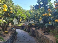 제주도하귤, 제주도, 하귤, 돌담길, 돌담, 사진,이미지,일러스트,캘리그라피 - 아진아씨작가 크라우드픽 - 저작권 걱정 없는 상업용 이미지