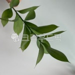 잎, leaf, 식물, plant, 플라워, 사진,이미지,일러스트,캘리그라피 - 러브혜작가 크라우드픽 - 저작권 걱정 없는 상업용 이미지