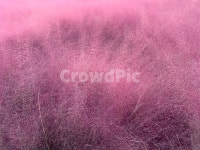 핑크뮬리, 뮬리, 핑크, 분홍, 보라, 사진,이미지,일러스트,캘리그라피 - Nekthf9423작가 크라우드픽 - 저작권 걱정 없는 상업용 이미지