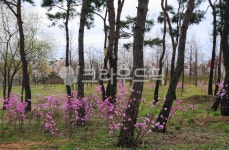 꽃, 봄꽃, 진달래, 소나무, 동산, 사진,이미지,일러스트,캘리그라피 - leekom작가 크라우드픽 - 저작권 걱정 없는 상업용 이미지