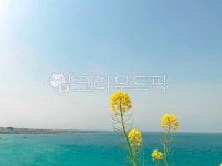 제주, 제주도, 꽃, 유채꽃, 노랑꽃, 사진,이미지,일러스트,캘리그라피 - Ntnwl1278작가 크라우드픽 - 저작권 걱정 없는 상업용 이미지