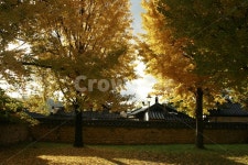 향교, 은행나무, 노을, 전주, 한옥마을, 사진,이미지,일러스트,캘리그라피 - MUBAE작가 크라우드픽 - 저작권 걱정 없는 상업용 이미지