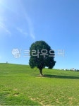 공원, 나무, 나홀로나무, 배경, 자연, 사진,이미지,일러스트,캘리그라피 - hena44작가 크라우드픽 - 저작권 걱정 없는 상업용 이미지