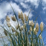 plant, 식물, 하늘, 꽃, flower, 사진,이미지,일러스트,캘리그라피 - dlfmsp63작가 크라우드픽 - 저작권 걱정 없는 상업용 이미지