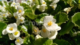 꽃, 하얀색, 식물, 광합성, 활짝, 사진,이미지,일러스트,캘리그라피 - CoffeeCUP작가 크라우드픽 - 저작권 걱정 없는 상업용 이미지