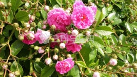 식물, 꽃, 장미, 메이플라워, plant, 사진,이미지,일러스트,캘리그라피 - 노란벽돌길작가 크라우드픽 - 저작권 걱정 없는 상업용 이미지