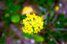 유채꽃축제, 구리유채꽃축제, 유채꽃, 봄축제, 봄꽃축제, 사진,이미지,일러스트,캘리그라피 - Nbjaru작가 크라우드픽 - 저작권 걱정 없는 상업용... 