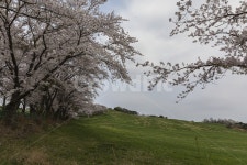 꽃, 벚꽃, 목장, 초원, 봄, 사진,이미지,일러스트,캘리그라피 - 포토그래퍼김C작가 크라우드픽 - 저작권 걱정 없는 상업용 이미지