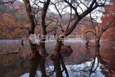 주왕산, 주산지, 청송, 아지랑이, 단풍, 사진,이미지,일러스트,캘리그라피 - vista작가 크라우드픽 - 저작권 걱정 없는 상업용 이미지