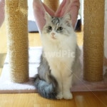 고양이, 노르웨이숲, 미묘, 냥냥이, 냐옹이, 사진,이미지,일러스트,캘리그라피 - Kodiak작가 크라우드픽 - 저작권 걱정 없는 상업용 이미지