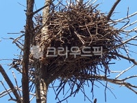 nest, 둥지, 푸른하늘, 새둥지, 자연, 사진,이미지,일러스트,캘리그라피 - 윤스리작가 크라우드픽 - 저작권 걱정 없는 상업용 이미지