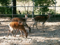 사슴, 동물, 꽃사슴, 사슴농장, 사슴사육장, 사진,이미지,일러스트,캘리그라피 - 시대작가 크라우드픽 - 저작권 걱정 없는 상업용 이미지