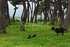 grassland, farm, 농장, rural, 농촌, 사진,이미지,일러스트,캘리그라피 - 영산공작가 크라우드픽 - 저작권 걱정 없는 상업용 이미지