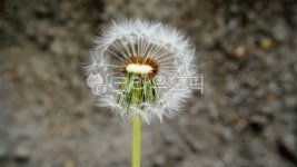 자연, nature, 민들레홀씨, 홀씨, 씨앗, 사진,이미지,일러스트,캘리그라피 - 슈크림작가 크라우드픽 - 저작권 걱정 없는 상업용 이미지