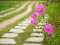 꽃, 길, 꽃길, 코스모스, 가을, 사진,이미지,일러스트,캘리그라피 - 퓨처작가 크라우드픽 - 저작권 걱정 없는 상업용 이미지