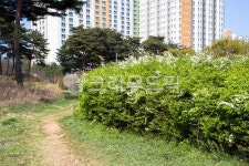 vegetation, 초목, garden, 정원, nature, 사진,이미지,일러스트,캘리그라피 - studio H작가 크라우드픽 - 저작권 걱정 없는 상업용 이미지
