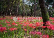 꽃무릇, 공원, 빨강, 군락지, redspiderlily, 사진,이미지,일러스트,캘리그라피 - gabrielsong작가 크라우드픽 - 저작권 걱정 없는 상업용... 