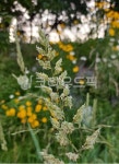 갈풀, 벼과, 갈풀속, arundinacea, 식물, 사진,이미지,일러스트,캘리그라피 - SWEET GALE작가 크라우드픽 - 저작권 걱정 없는 상업용 이미지