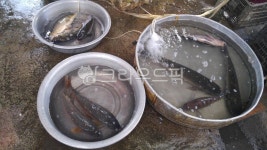 물고기, 시장, 민물고기, 대야, 낚시, 사진,이미지,일러스트,캘리그라피 - e셔터작가 크라우드픽 - 저작권 걱정 없는 상업용 이미지