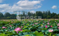 꽃, 연, 연꽃, 연밭, 홍련, 사진,이미지,일러스트,캘리그라피 - 서은작가 크라우드픽 - 저작권 걱정 없는 상업용 이미지