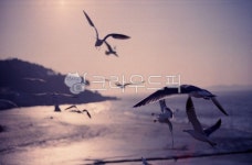 항구, 섬, 갈매기, bird, 새, 사진,이미지,일러스트,캘리그라피 - 찰나영원작가 크라우드픽 - 저작권 걱정 없는 상업용 이미지