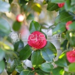 rose, flower, 꽃, blossom, plant, 사진,이미지,일러스트,캘리그라피 - Narmed49작가 크라우드픽 - 저작권 걱정 없는 상업용 이미지