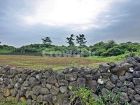 김녕농로, 돌담, 제주, 올레19코스, 올레길, 사진,이미지,일러스트,캘리그라피 - Deep bLUE작가 크라우드픽 - 저작권 걱정 없는 상업용 이미지