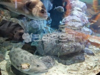 물고기, 아쿠아리움, 수족관, 어항, 제주, 사진,이미지,일러스트,캘리그라피 - bluebell81작가 크라우드픽 - 저작권 걱정 없는 상업용 이미지