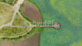 드론촬영, 연잎, 항공촤영, 합덕, 당진, 사진,이미지,일러스트,캘리그라피 - jaksal077작가 크라우드픽 - 저작권 걱정 없는 상업용 이미지