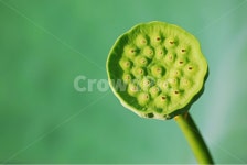 연자육, 연꽃씨, 연자, 연육, 약용식물, 사진,이미지,일러스트,캘리그라피 - space작가 크라우드픽 - 저작권 걱정 없는 상업용 이미지