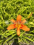 원추리꽃, hemerocallisfulva, 원추리, 꽃, flower, 사진,이미지,일러스트,캘리그라피 - 오카작가 크라우드픽 - 저작권 걱정 없는 상업용... 