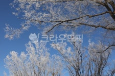 나무, 눈, 파랑, 하늘, 겨울, 사진,이미지,일러스트,캘리그라피 - 소나무작가 크라우드픽 - 저작권 걱정 없는 상업용 이미지