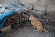 시골고양이, 고양이, 코리아숏헤어, 치즈코숏, cat, 사진,이미지,일러스트,캘리그라피 - 두희스냅작가 크라우드픽 - 저작권 걱정 없는 상업용 이미지