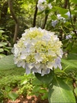 꽃, flower, 하양, 연두, 초록, 사진,이미지,일러스트,캘리그라피 - 갈릭망고피자작가 크라우드픽 - 저작권 걱정 없는 상업용 이미지