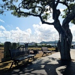 자연, 제주, 퐁낭, 나무, 그늘막, 사진,이미지,일러스트,캘리그라피 - Nchsh1216작가 크라우드픽 - 저작권 걱정 없는 상업용 이미지