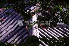 roof, 지붕, 배롱나무, 배롱나무꽃, 여름, 사진,이미지,일러스트,캘리그라피 - 영산공작가 크라우드픽 - 저작권 걱정 없는 상업용 이미지