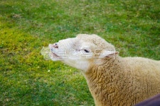 동물, 공원, 양, 양떼목장, 평온, 사진,이미지,일러스트,캘리그라피 - jiwon91621작가 크라우드픽 - 저작권 걱정 없는 상업용 이미지