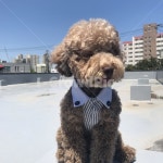 초코푸들, 강아지, dog, poodle, 펫, 사진,이미지,일러스트,캘리그라피 - Nyangyongjoon0924작가 크라우드픽 - 저작권 걱정 없는 상업용... 
