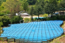 인삼, 인삼밭, 농업, 농촌, 농사, 사진,이미지,일러스트,캘리그라피 - sinsy작가 크라우드픽 - 저작권 걱정 없는 상업용 이미지