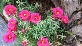 채송화, 여름, 꽃, 여름꽃, 장마철꽃, 사진,이미지,일러스트,캘리그라피 - 행복바라갱작가 크라우드픽 - 저작권 걱정 없는 상업용 이미지