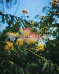 꽃, flower, 자귀나무, tree, 나무, 사진,이미지,일러스트,캘리그라피 - 월드픽작가 크라우드픽 - 저작권 걱정 없는 상업용 이미지