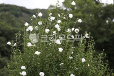 무궁화, 식물, 동산, 자연, 국화, 사진,이미지,일러스트,캘리그라피 - 양철북작가 크라우드픽 - 저작권 걱정 없는 상업용 이미지