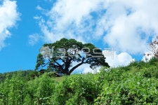 nature, 자연, 옥외, 소나무, 하늘, 사진,이미지,일러스트,캘리그라피 - 순딩이작가 크라우드픽 - 저작권 걱정 없는 상업용 이미지